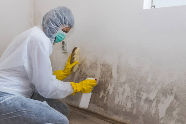 Best Localized Mold Remediation (e.g., coastal areas, humid climates) in Granbury, TX