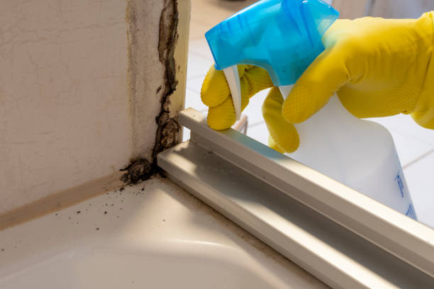 Best Industrial Mold Remediation in Granbury, TX