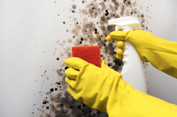 Best Post-Flood Mold Remediation in Granbury, TX