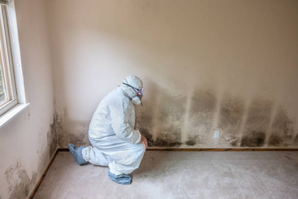 Best Kitchen Mold Remediation in Granbury, TX