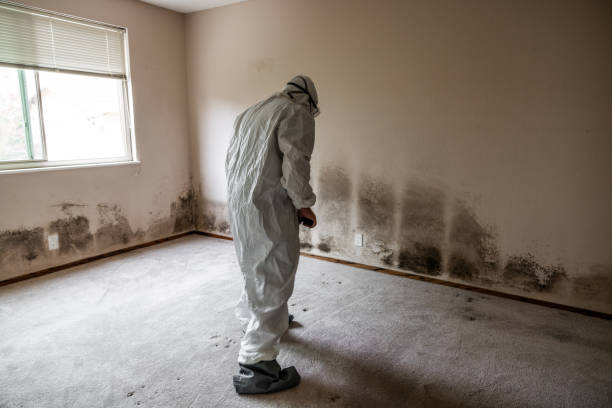 Best Insurance-Related Mold Remediation in Granbury, TX