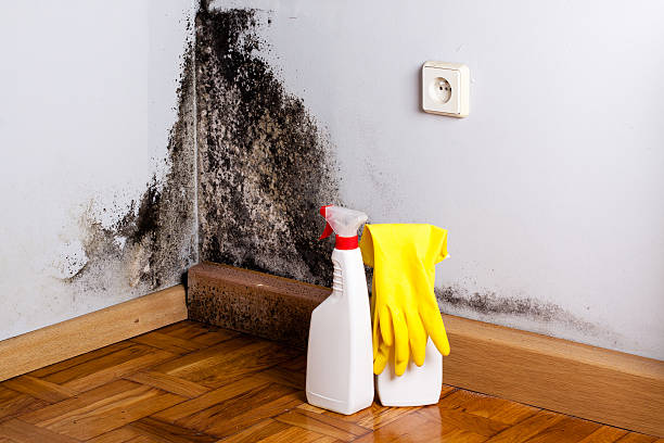 Best White Mold Remediation in Granbury, TX