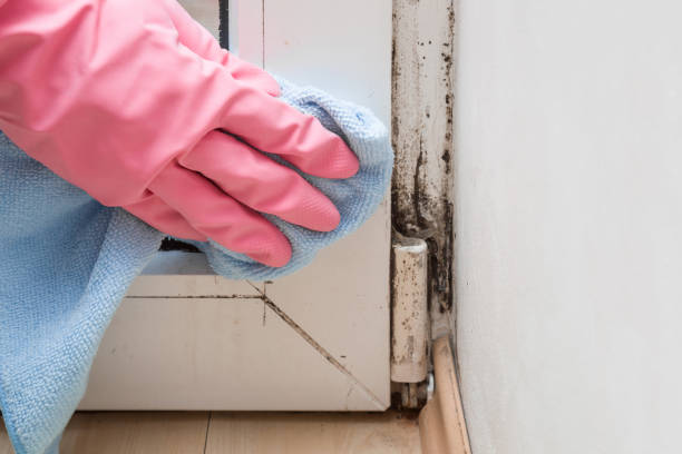 Best Health and Safety Mold Remediation in Granbury, TX